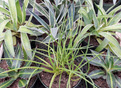 6" Agave Assortment